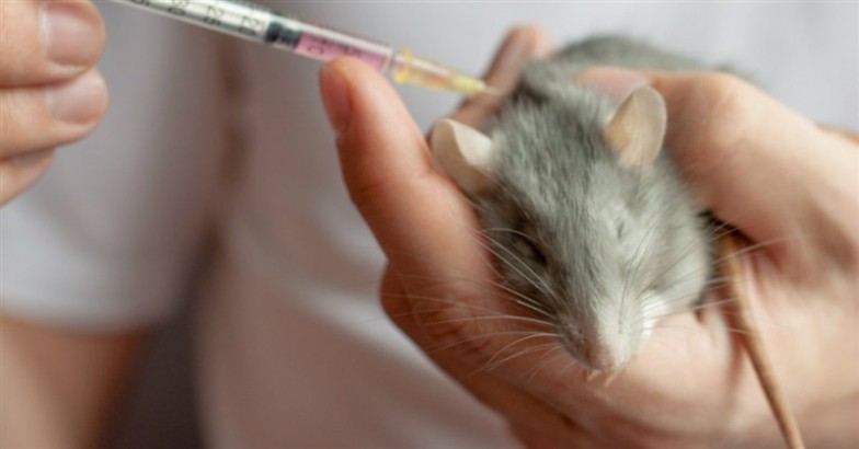 Scientists Implant Human Brain Cells in Mice