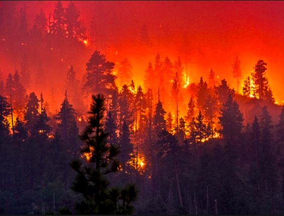 California Fires / Making Sense of Deadly Disasters / New WHM Video